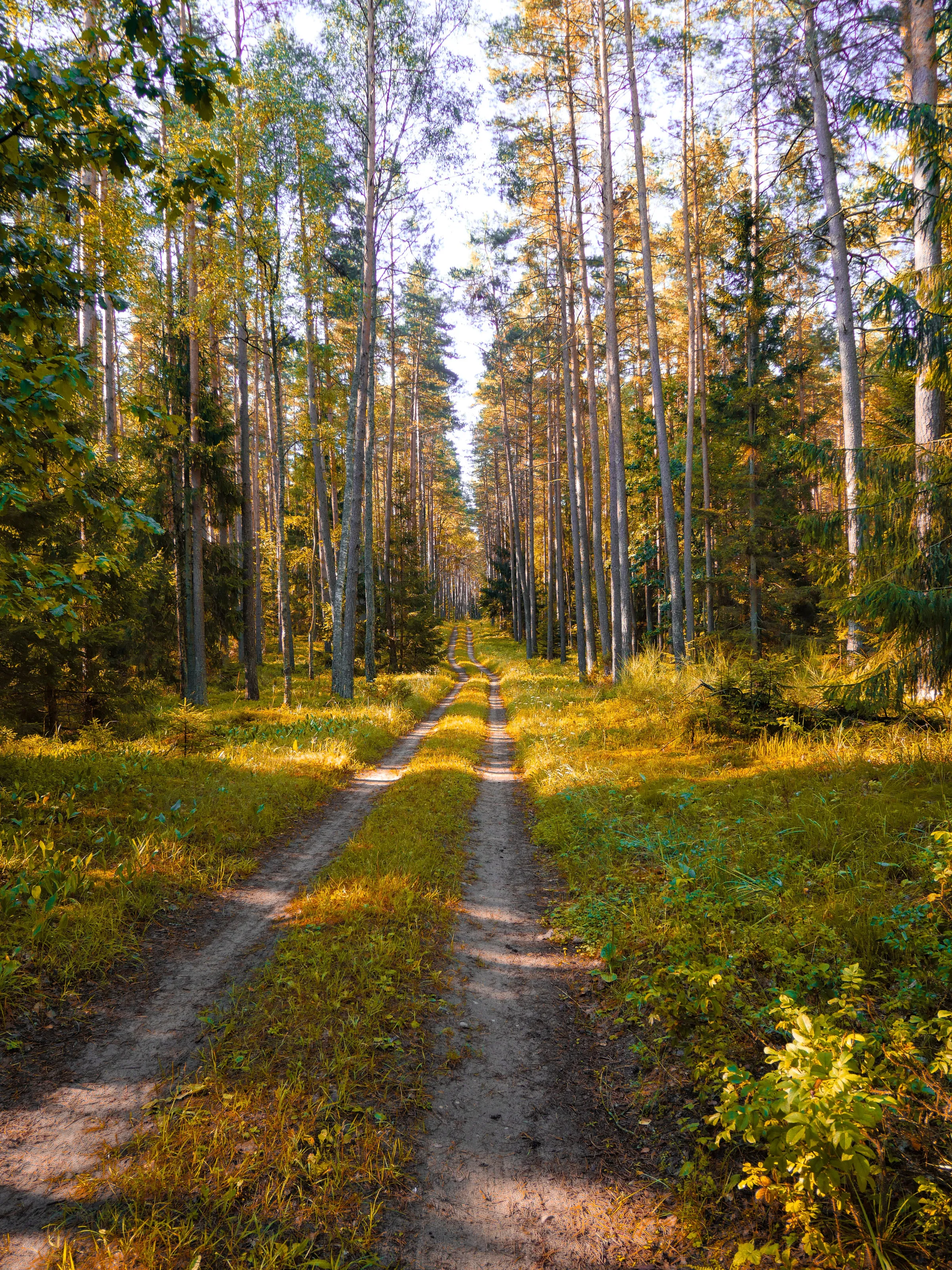 Gravel Strecke im Wald in Polen