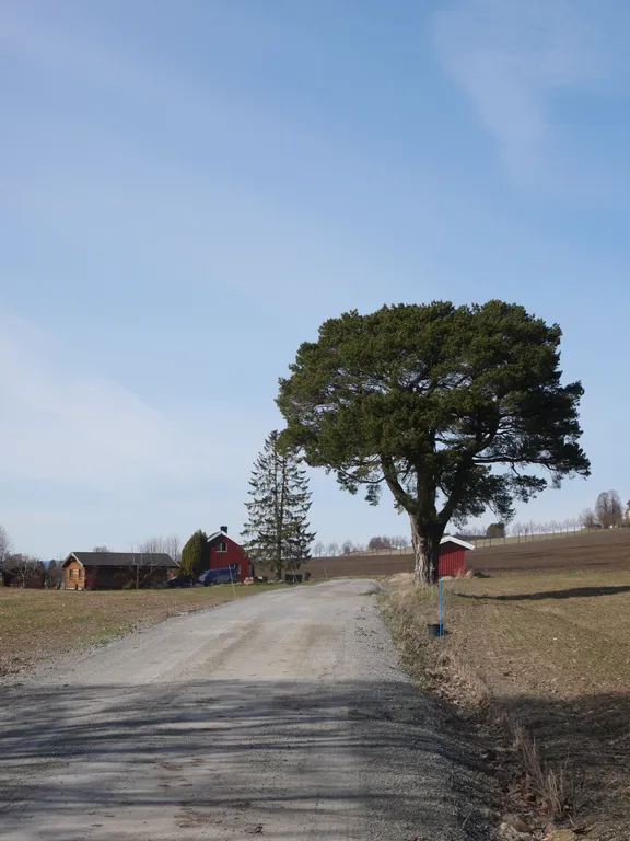 Ein großer Baum steht neben einem Bauernhof mit roten Häusern an einem breiten Kiesweg.