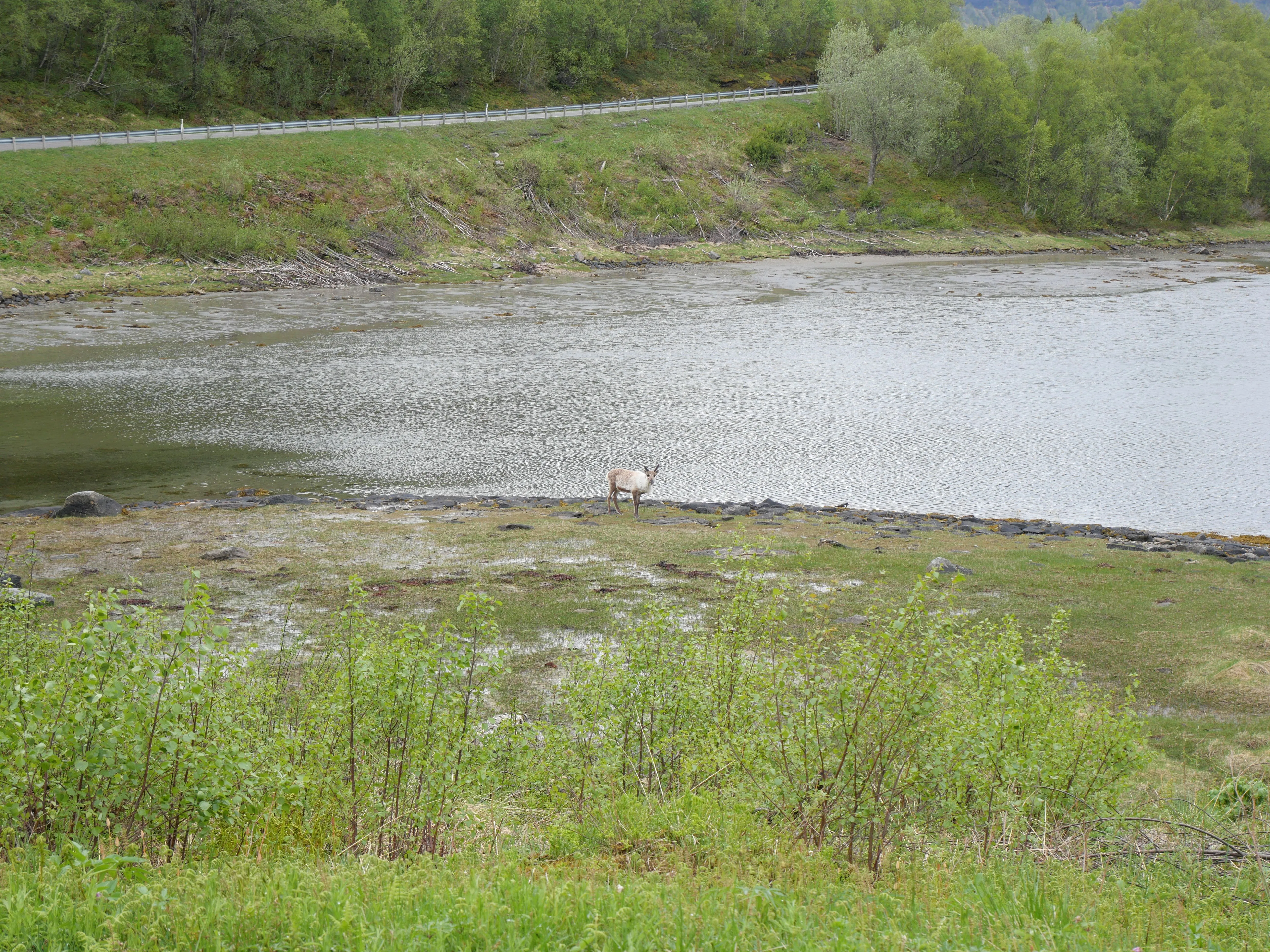 Ein Rentier am Wasser in der Ferne