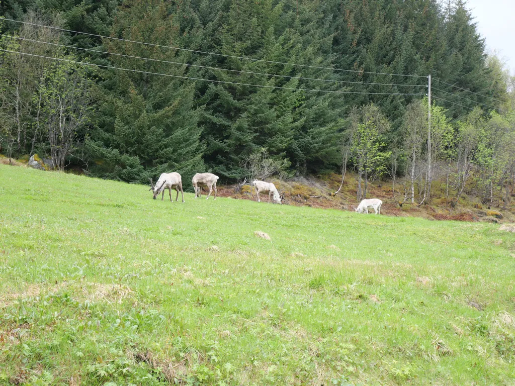 Eine Rentierherde am Waldesrand auf einer Wiese