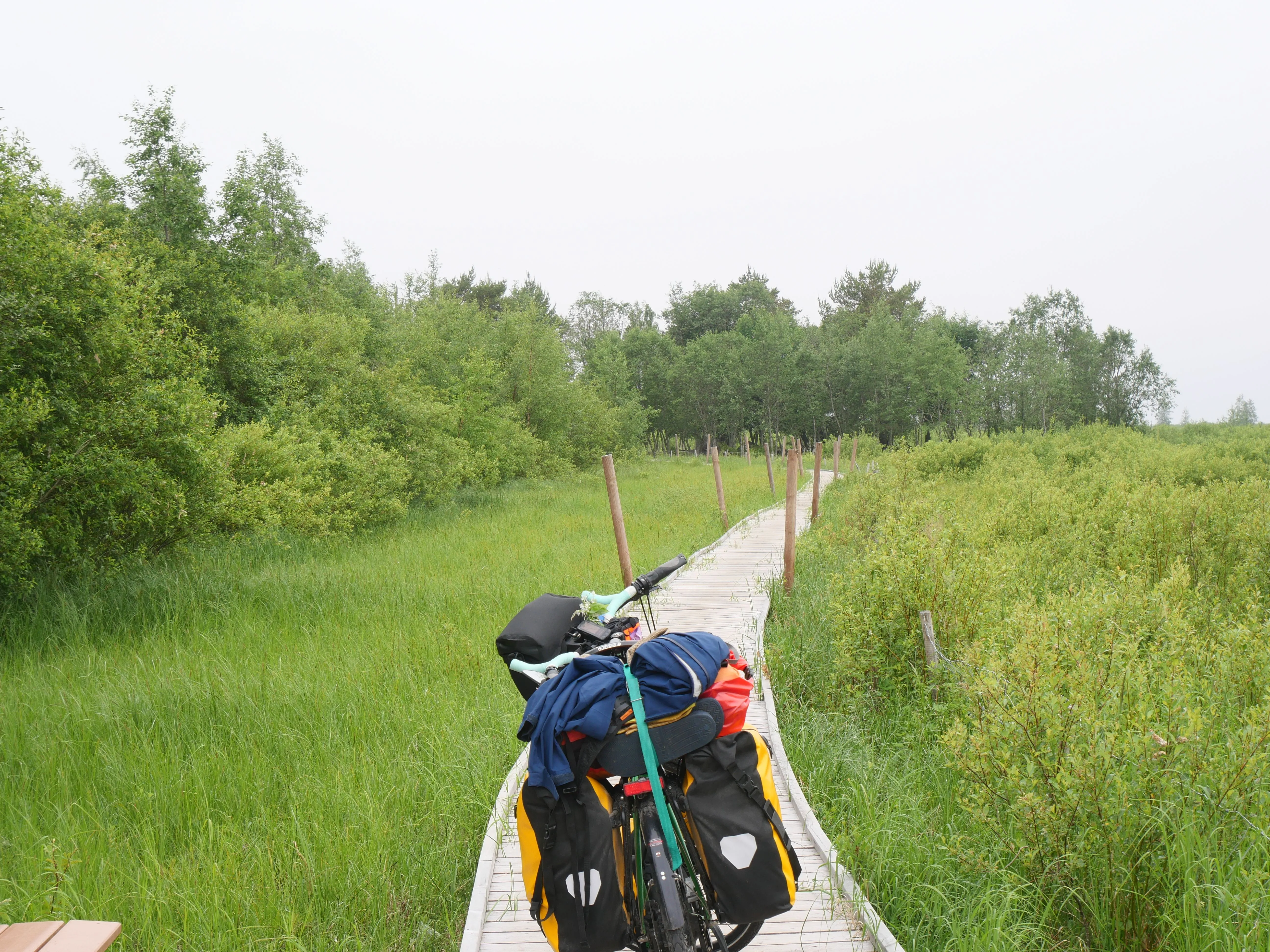 Ein Weg aus Holz führt über ein grünes Sumpfgebiet.